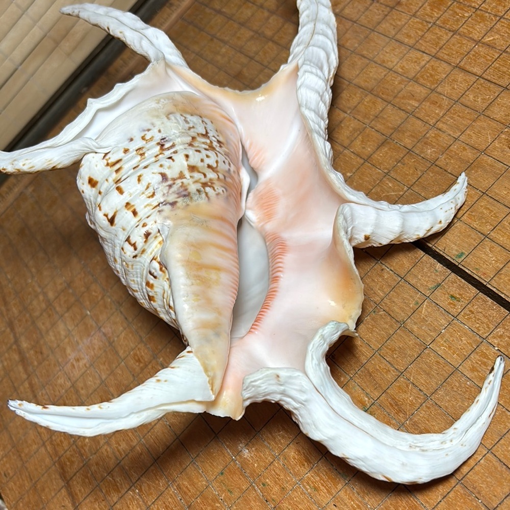 Spider Conch Natural White Brown Shell 10”Lx6.5”Wx2.75”H Beach Bath 11.4oz - Picture 12 of 17